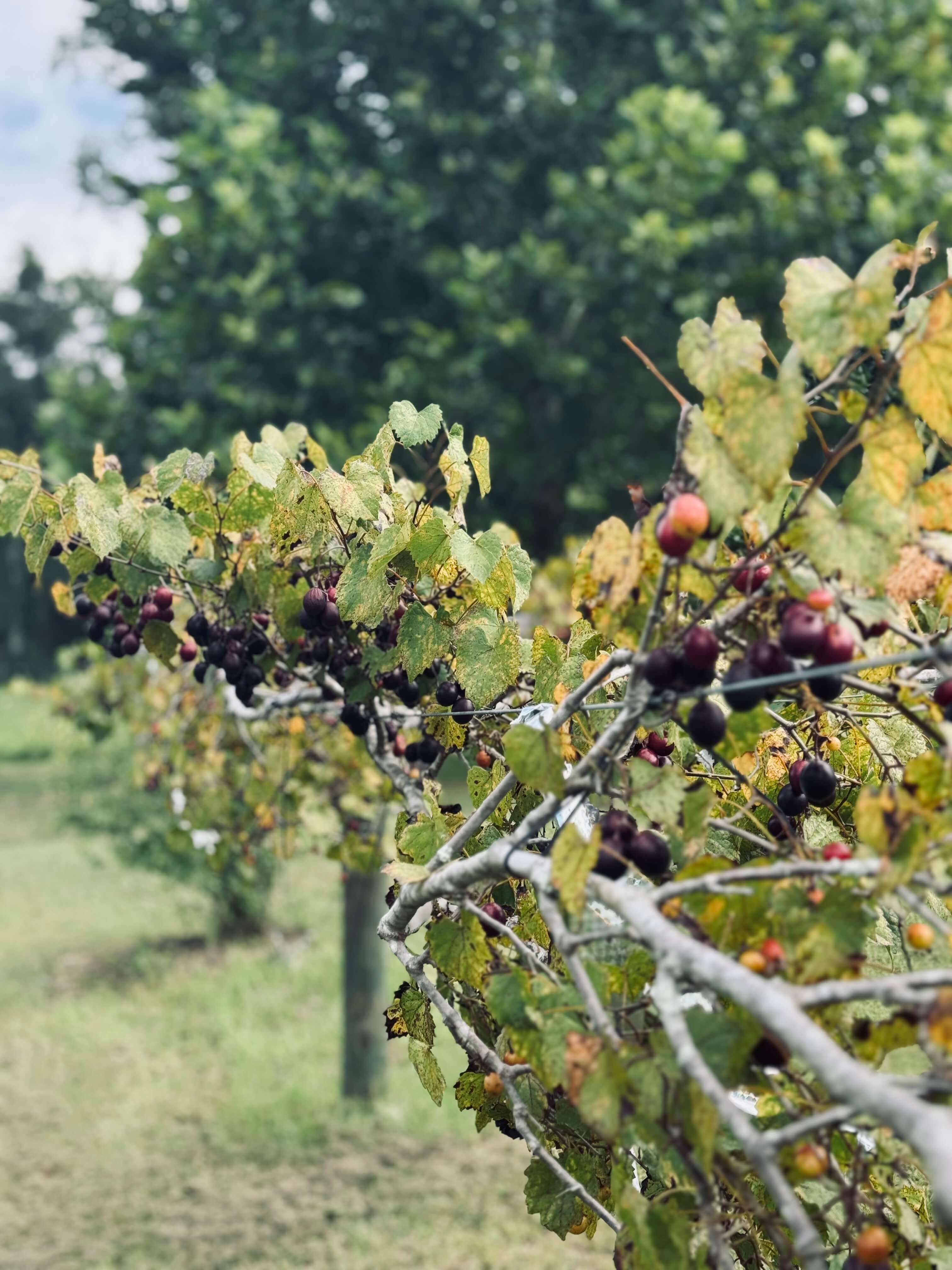 Muscadine grapes ripening on the vine along a row in the orchard