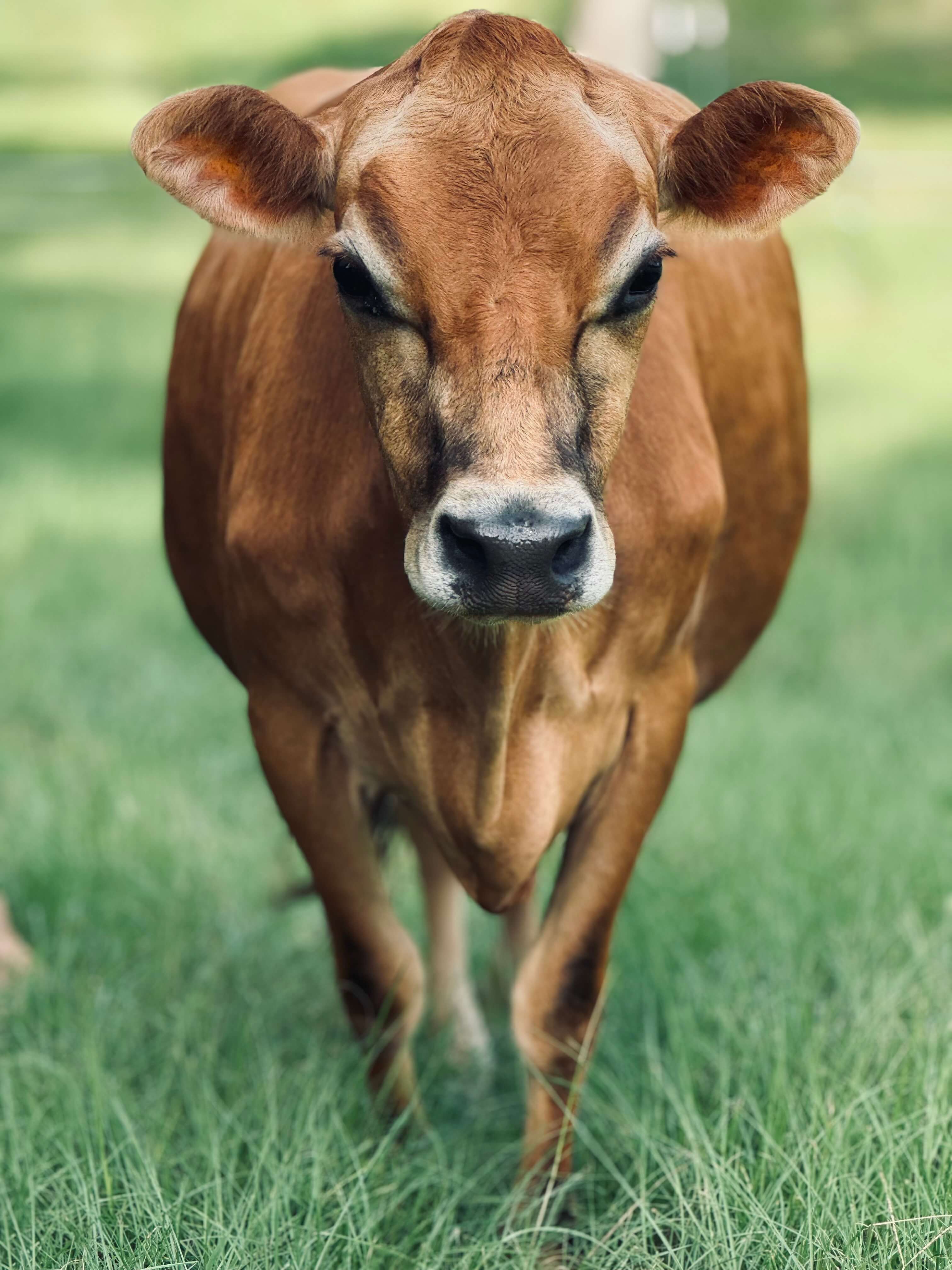 A Jersey cow standing in green pasture, looking directly at the camera