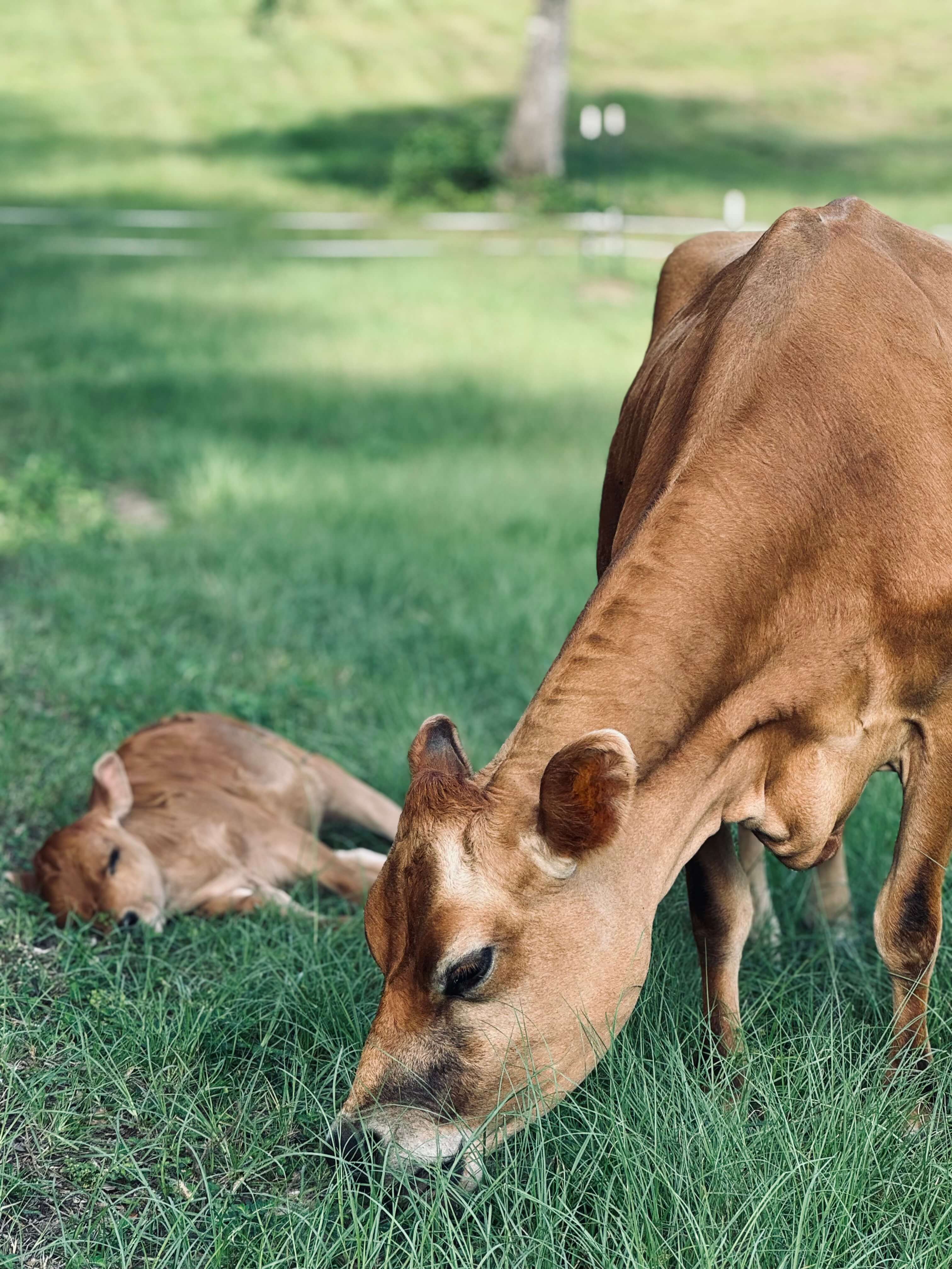 A Jersey cow grazing in pasture while her calf rests in the grass nearby