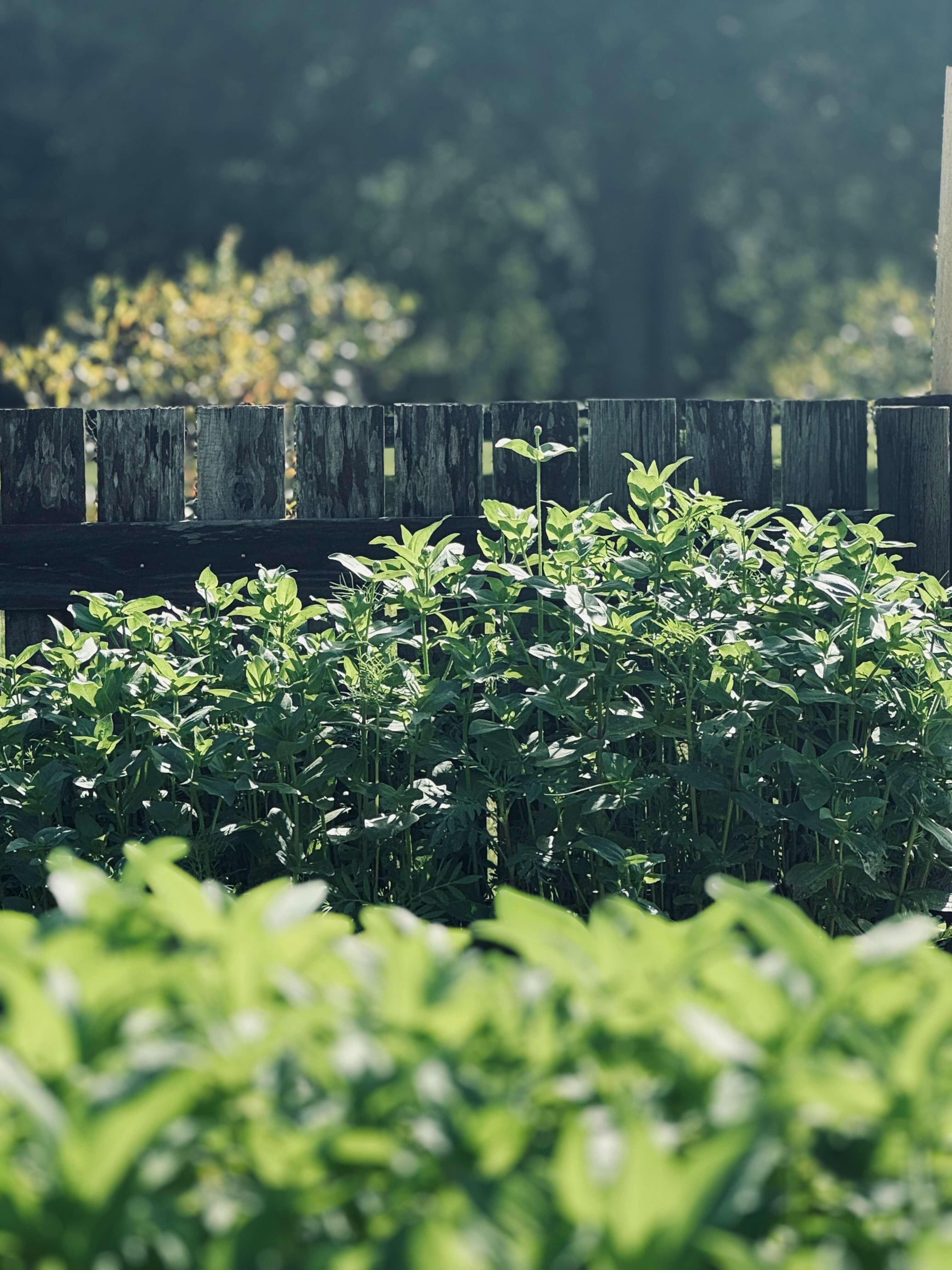 Rows of herbs and greens in the garden beds behind a weathered fence